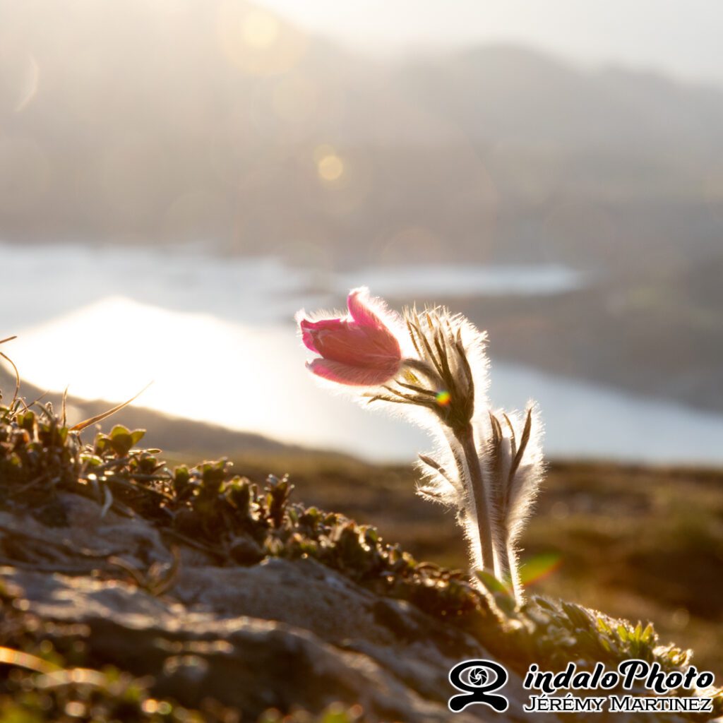 séjour photo hautes-alpes fleur coucher soleil