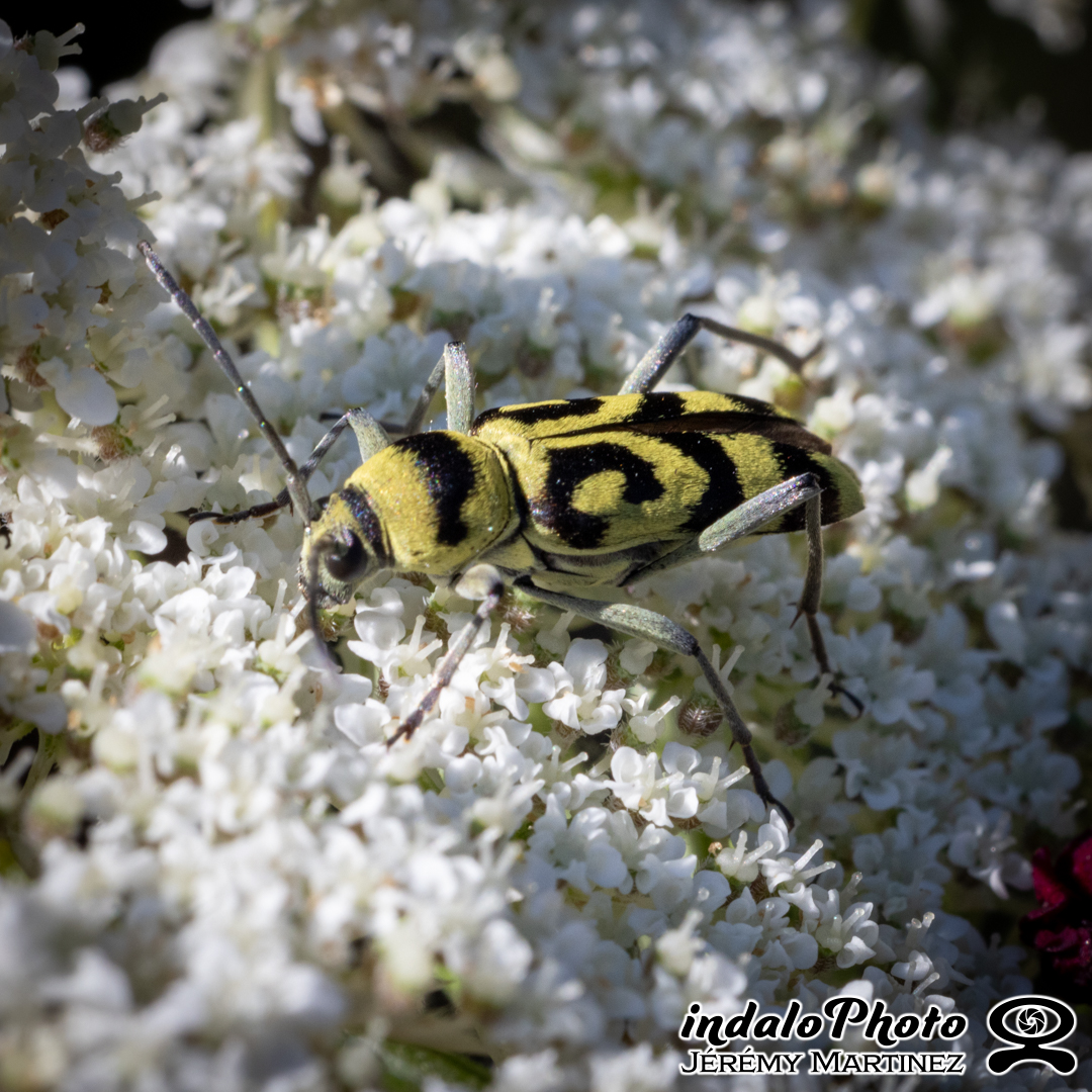 Chiorophorus-varius-1