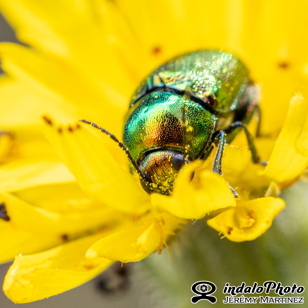 Cryptocéphale soyeux (Cryptocephalus sericeus)-1