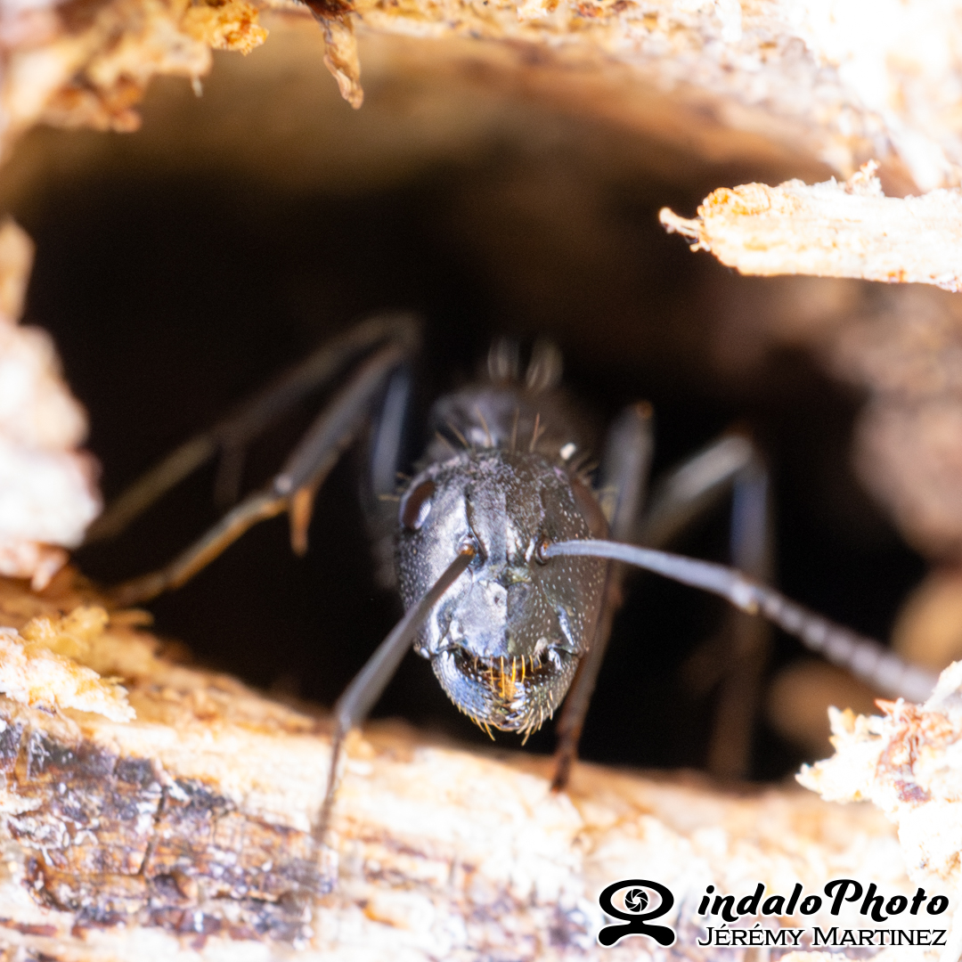Fourmi (Camponotus vagus)