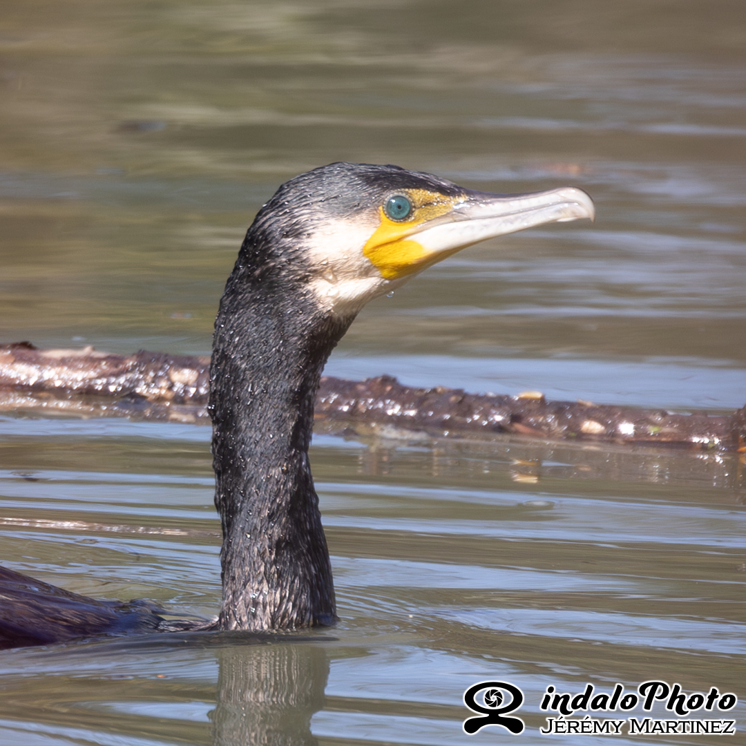 Grand Cormoran (Phalacrocorax carbo)