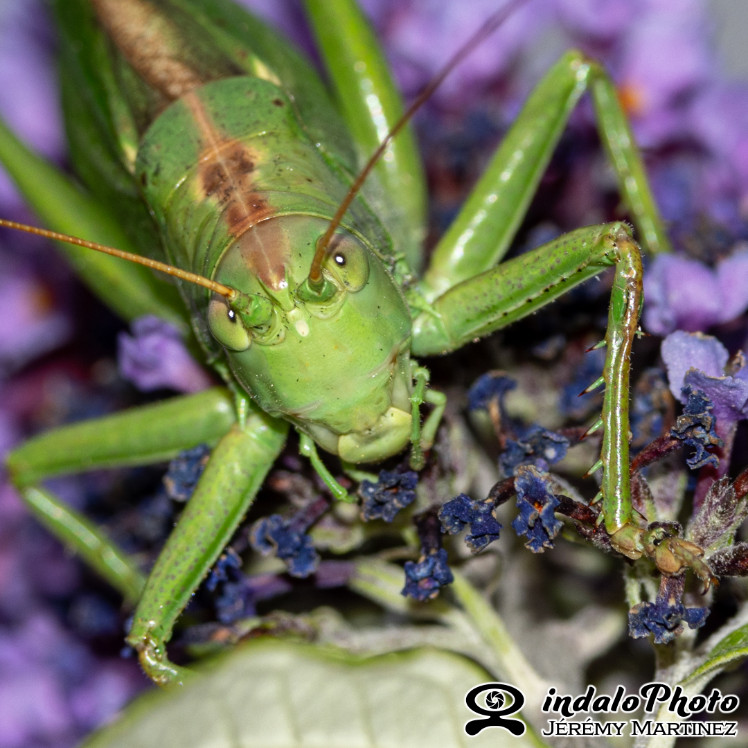 Grande sauterelle verte (Tettigonia viridissima)-1