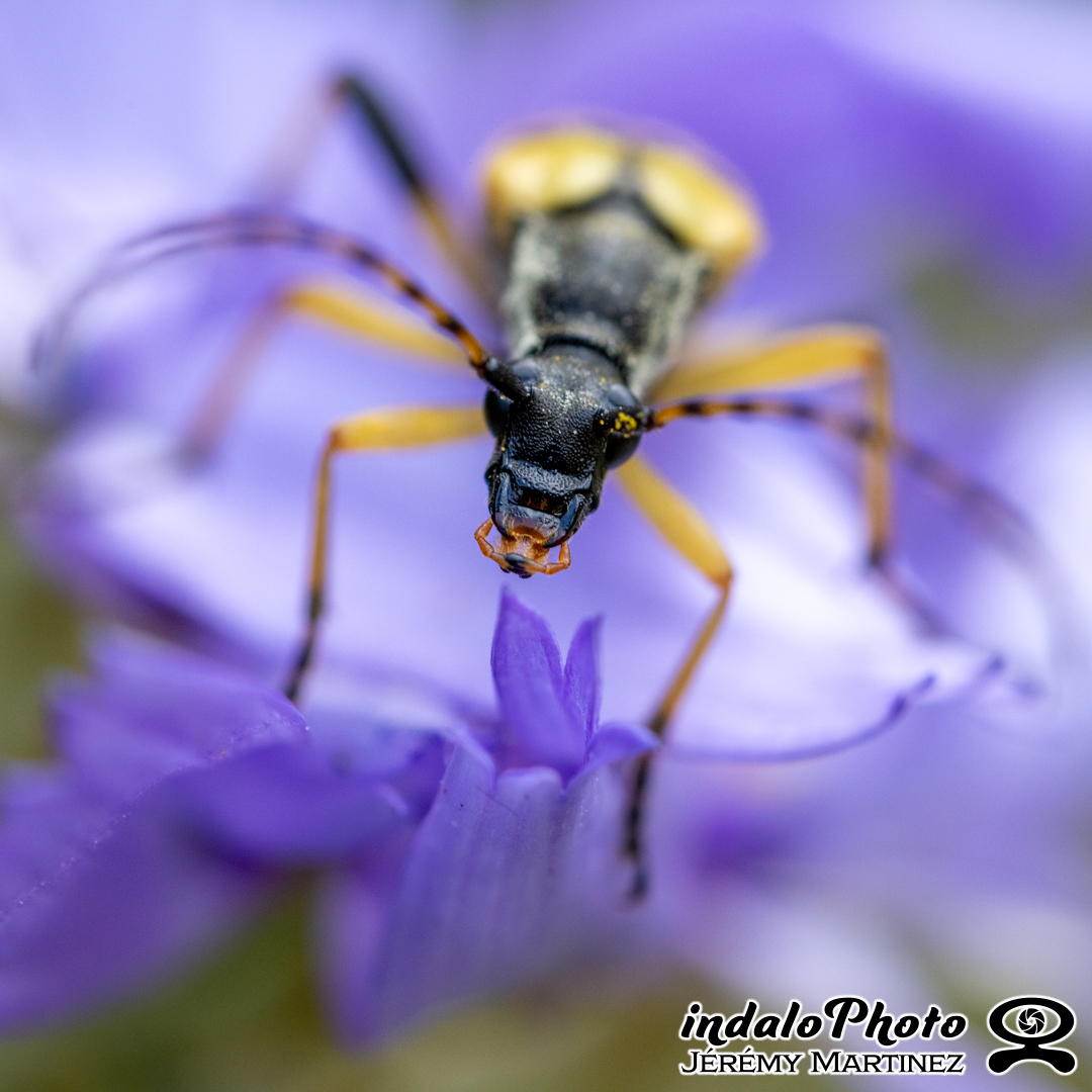Lepture tacheté (Rutpela maculata)-2