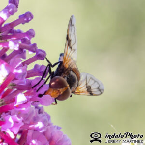Leucozona lucorum -2