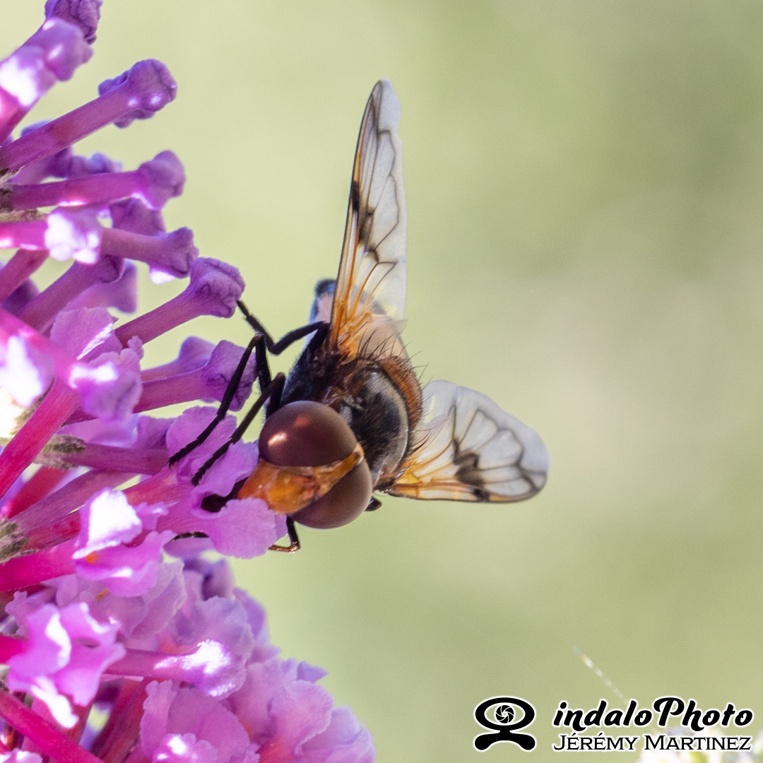 Leucozona lucorum -2