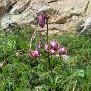 Lis martagon (Lilium martagon)