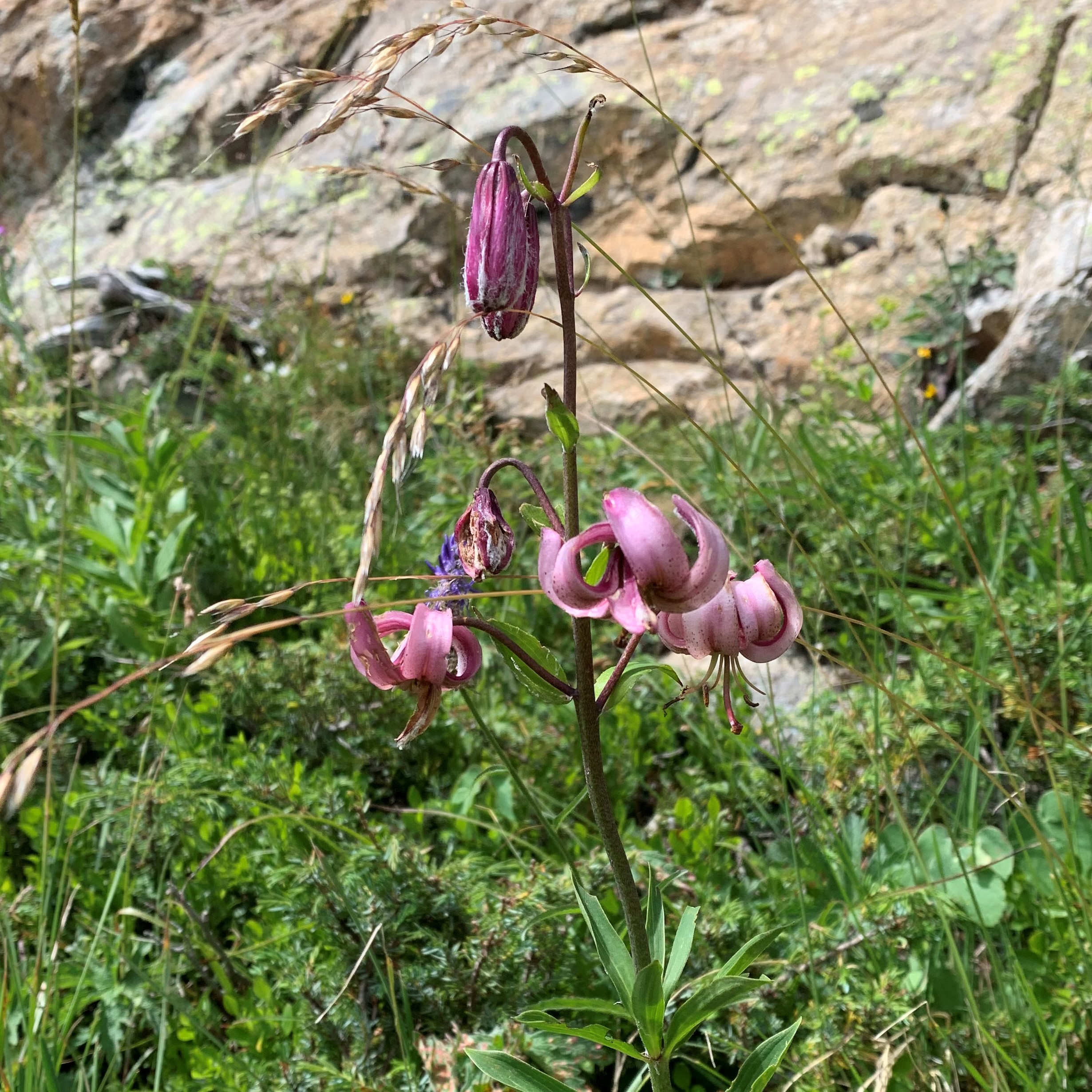 Lis martagon (Lilium martagon)