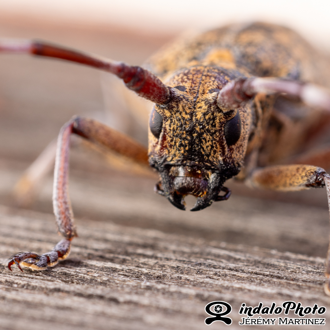 Longicorne Monochame (Monochamus galloprovincialis)-1