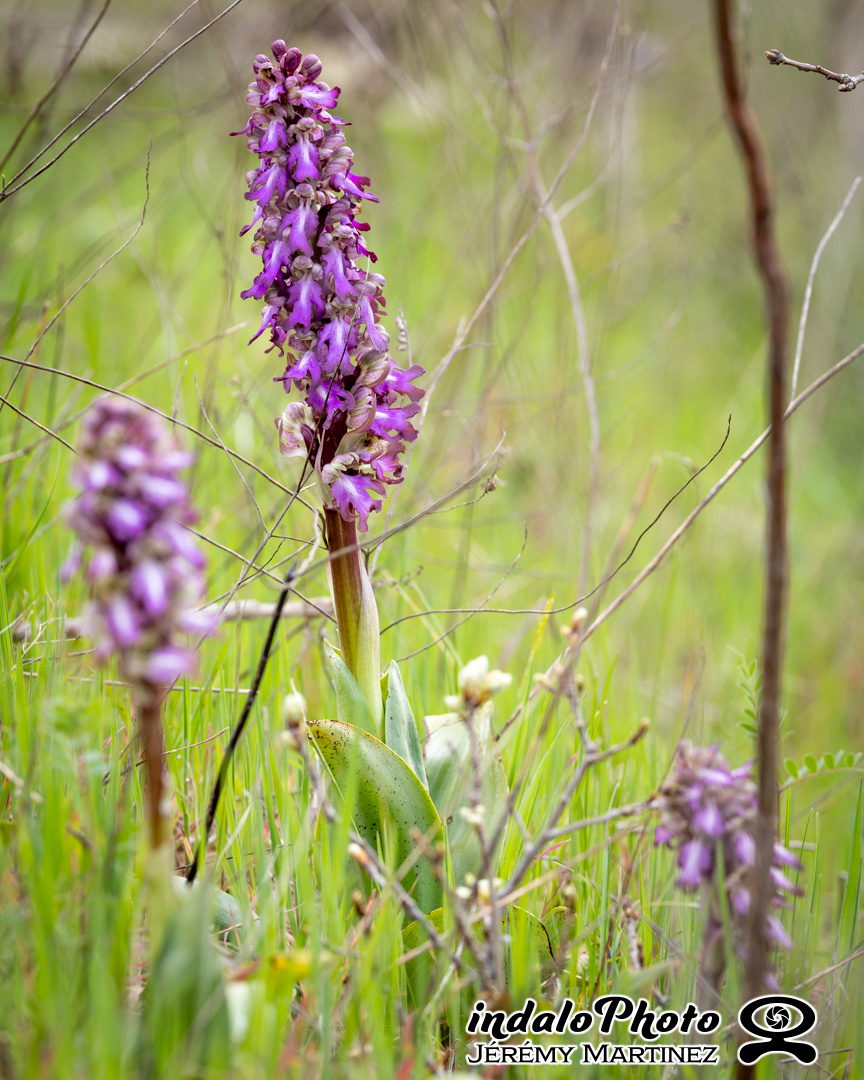 Orchis-geant