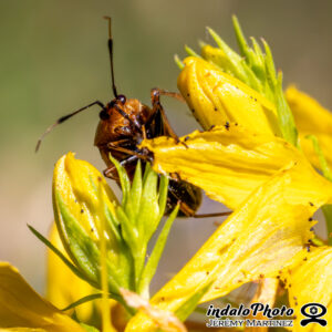 Punaise-Miridae-2