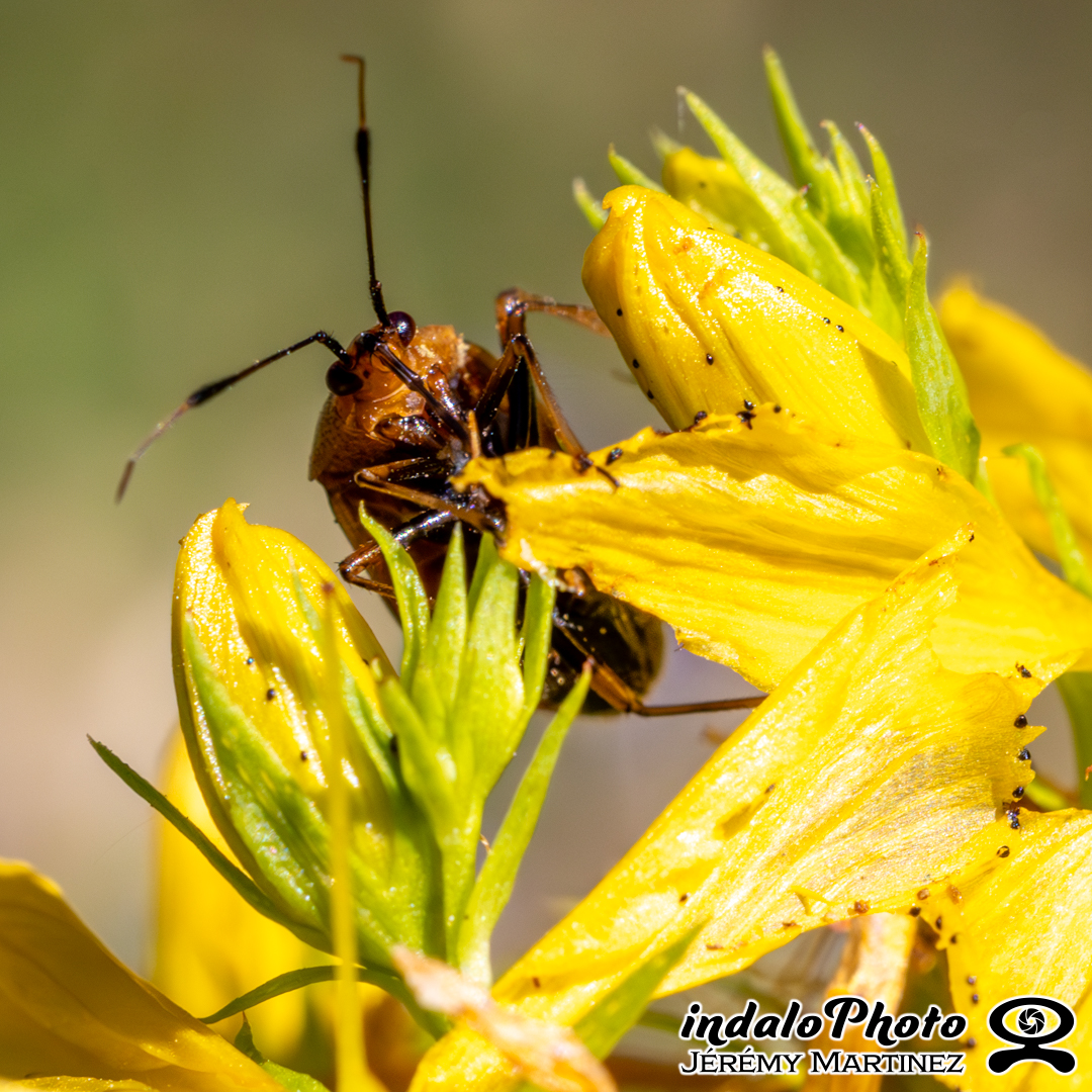 Punaise-Miridae-2