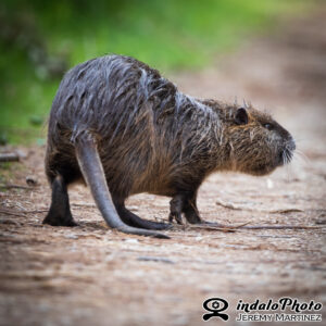Ragondin - Myocastor coypus