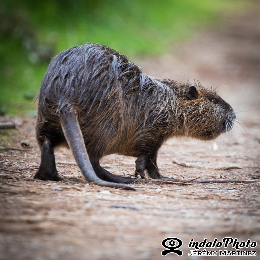Ragondin - Myocastor coypus
