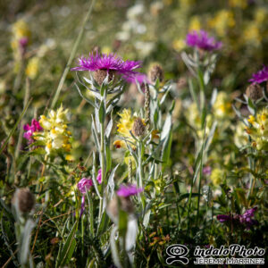 Savines_2021-72