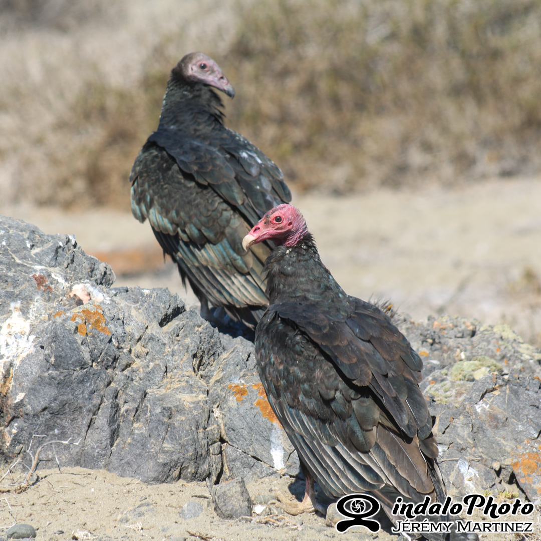 Urubu à tête rouge (Cathartes aura) _1
