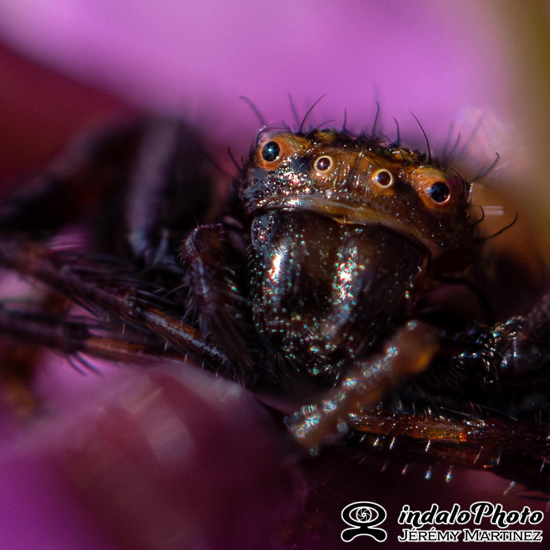 essai-macro-102-Avec accentuation-Bruit