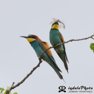 grandlarge-7-Avec accentuation-Bruit