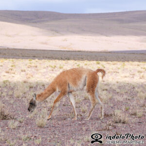 guanaco (Lama guanicoe)