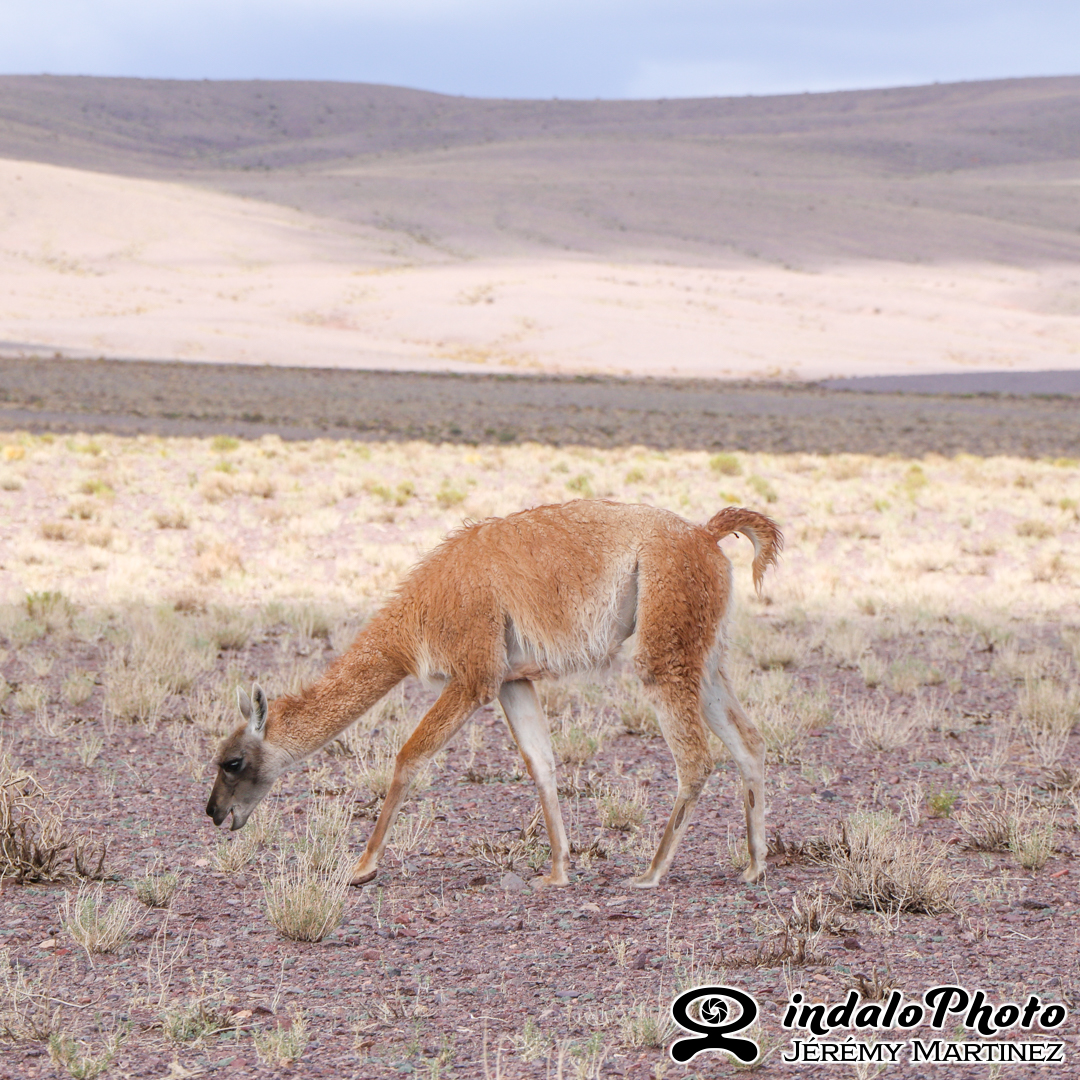 guanaco (Lama guanicoe)
