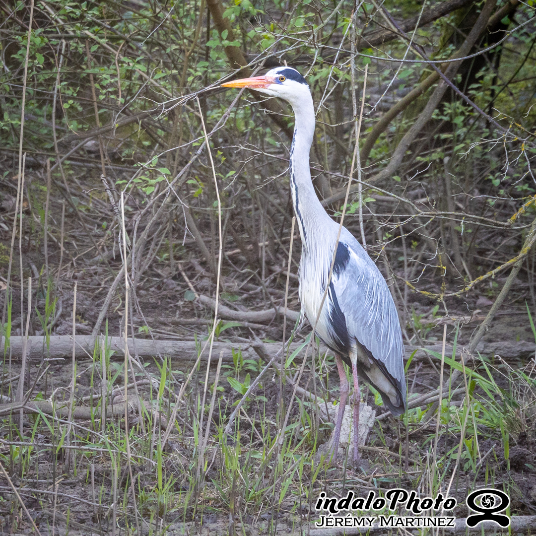 heron-1