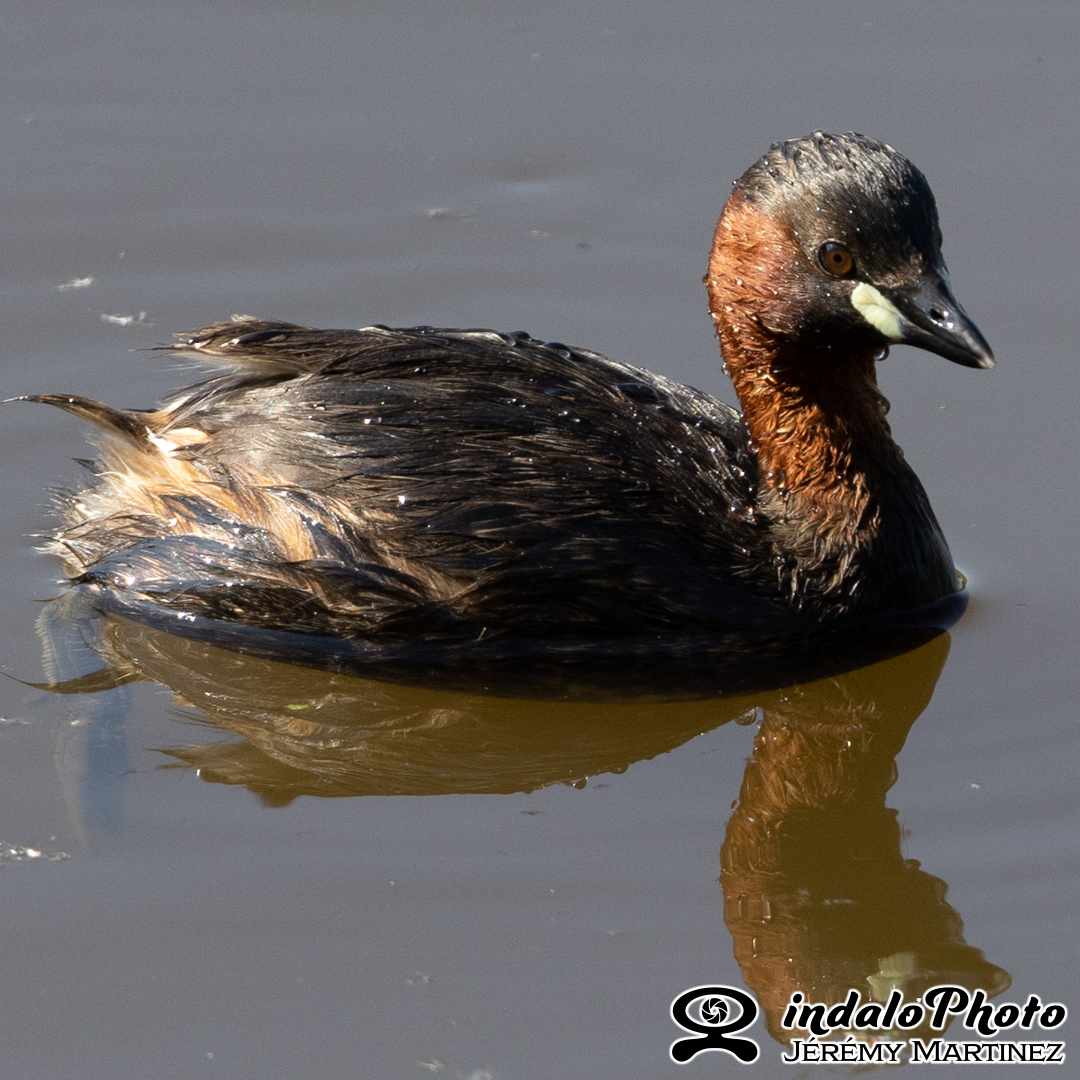 oiseaux-monthieu-139
