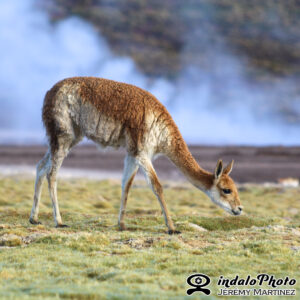 vigogne (Vicugna vicugna) _1